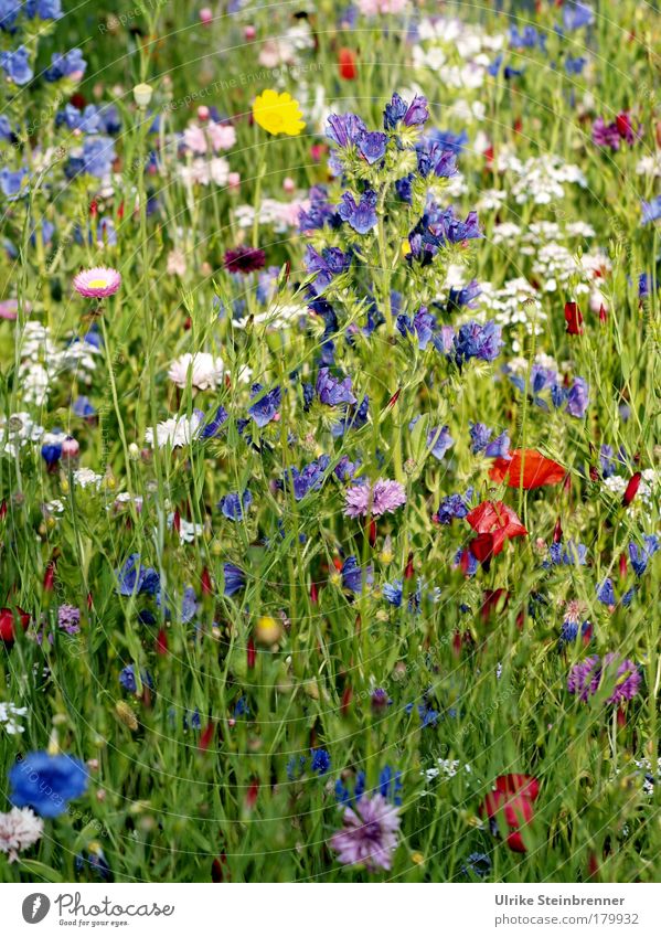 Colourful wildflower mixture in a summer meadow Colour photo Exterior shot Sunlight Fragrance Environment Nature Plant Summer flowers Wild plant Meadow