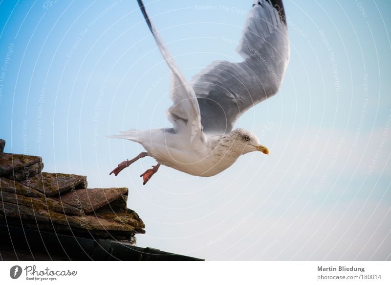 seagul airstrip Air Sky Beautiful weather North Sea Animal Wild animal Wing Seagull 1 Flying Looking Fresh Blue Brown Gray White Love of animals Attentive