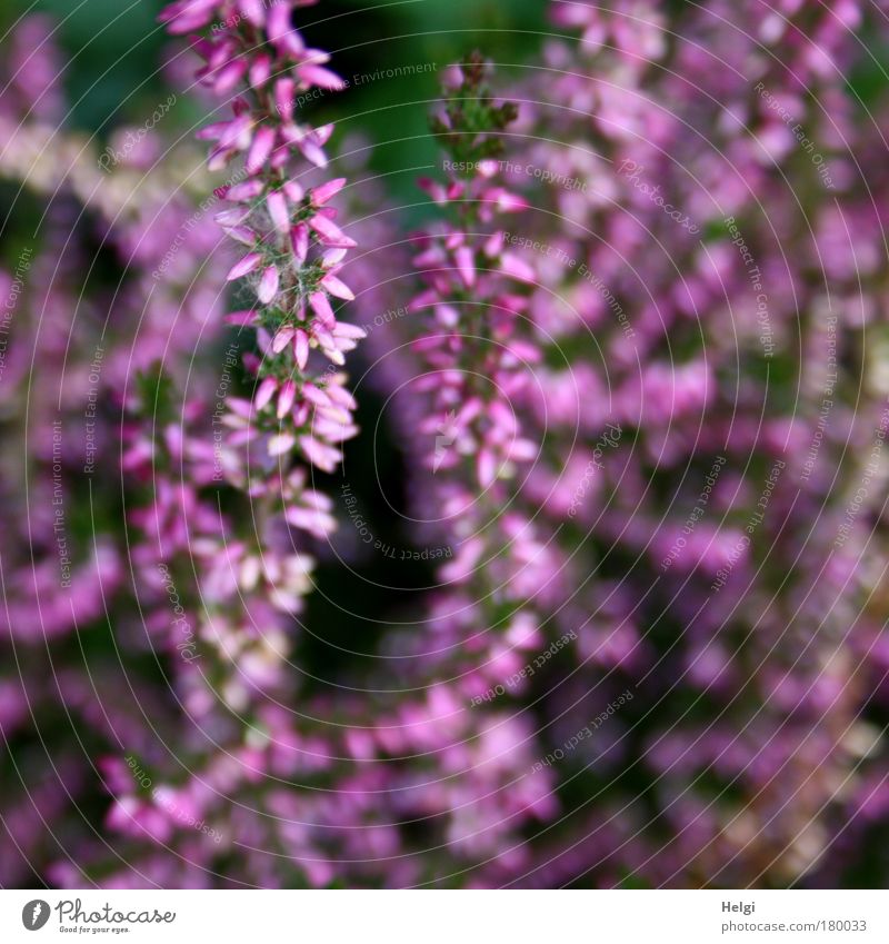 purple autumn.... Colour photo Exterior shot Close-up Detail Deserted Day Central perspective Nature Plant Autumn Beautiful weather Flower Blossom