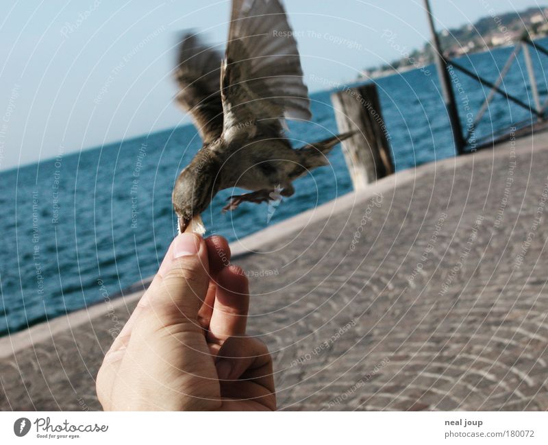 Better the sparrow in the hand ... Subdued colour Animal portrait Summer Lakeside Gargnano Italy Europe Sparrow 1 Flying To feed Feeding Brash Cute Smart Speed