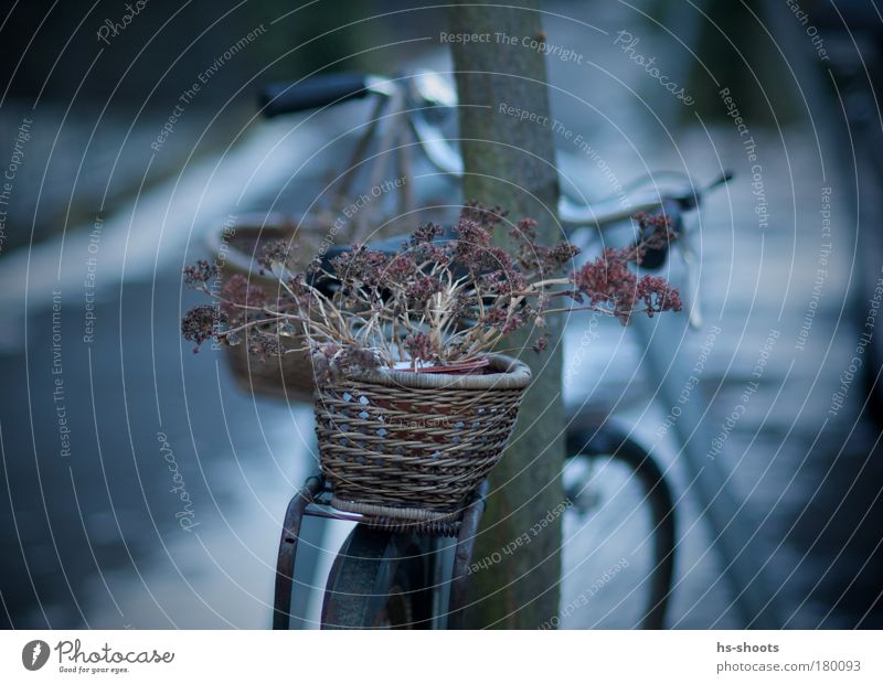bicycle Colour photo Morning Dawn Twilight Freiburg im Breisgau Germany Outskirts Old town Deserted Transport Pedestrian Bicycle Metal Observe Contentment
