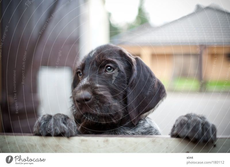 nobody to play there Colour photo Exterior shot Deserted Shallow depth of field Animal portrait Forward Playing Pet Dog 1 Baby animal Observe Looking Sadness