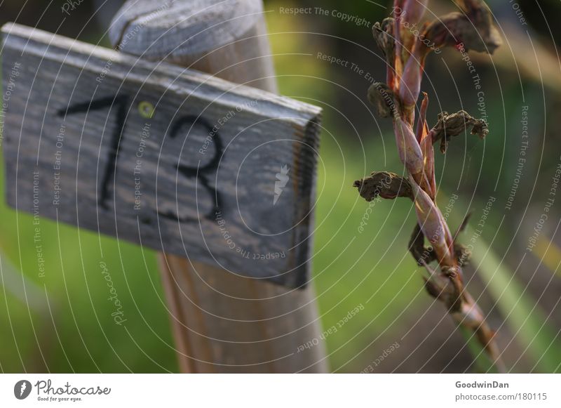 13 Autumn Plant Calm Orderliness Digits and numbers Colour photo Exterior shot Day Light Shallow depth of field Wooden sign Limp