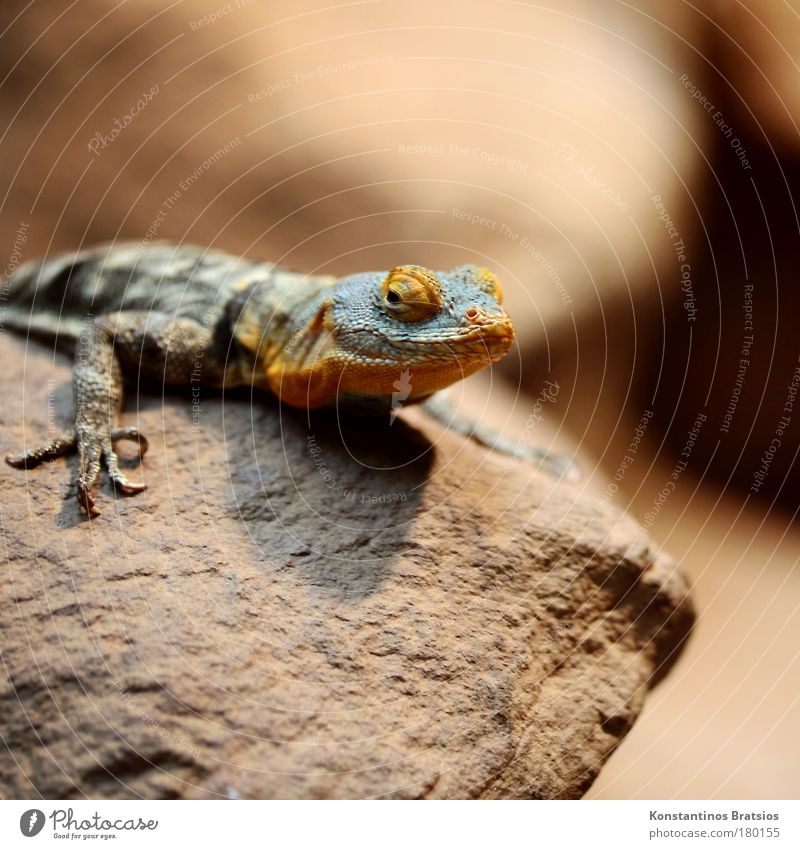 In focus Colour photo Interior shot Deserted Copy Space top Day Artificial light Shadow Contrast Animal portrait Looking into the camera Nature Claw Zoo Iguana