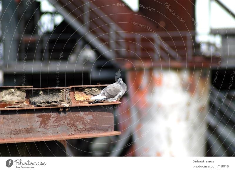 Better a pigeon... Pigeon Furnace Iron Bird Industrial heritage Duisburg landscape park
