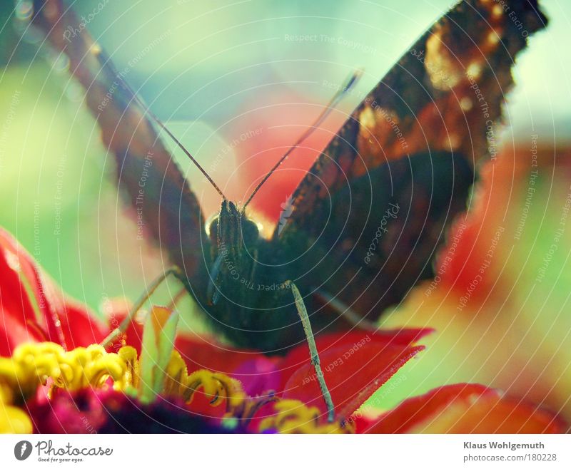 Peacock on a zinnia flower in back light Colour photo Multicoloured Exterior shot Close-up Macro (Extreme close-up) Deserted Day Flash photo Sunlight Back-light