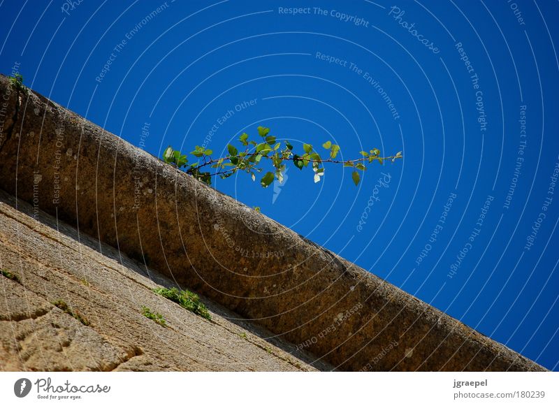 wall plant Colour photo Exterior shot Deserted Copy Space right Copy Space top Day Worm's-eye view Pont du Gard Nature Plant Cloudless sky Beautiful weather