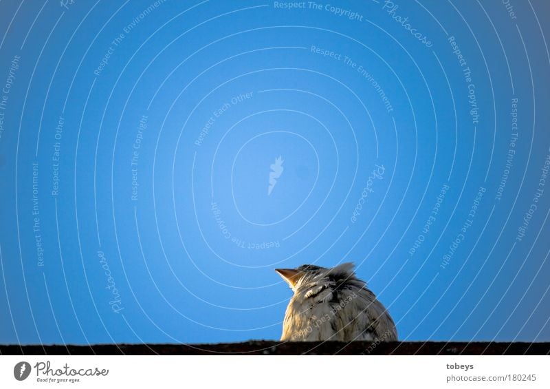 BirdPerspective Cloudless sky Beautiful weather Far-off places Blue Sparrow Bird's-eye view Minimalistic Simple Sit Looking Observe Relaxation Animal Feather
