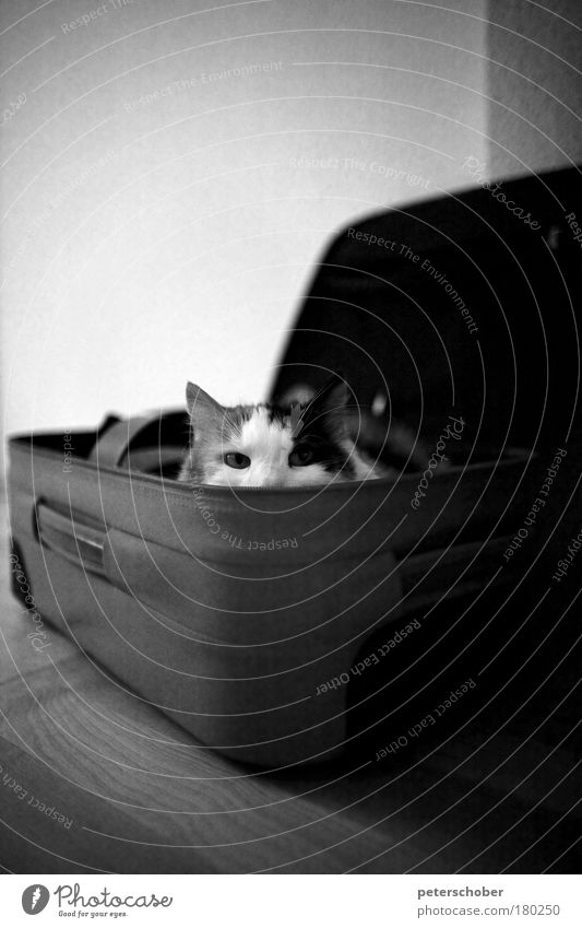 box cat Black & white photo Interior shot Copy Space top Shallow depth of field Animal portrait Front view Looking into the camera Playing Trip Expedition