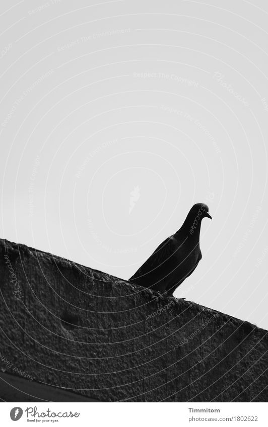 When everything seems difficult. Sky Facade Animal Bird Pigeon 1 Concrete Looking Sit Dark Gray Black Emotions Concern Sadness Claw Black & white photo