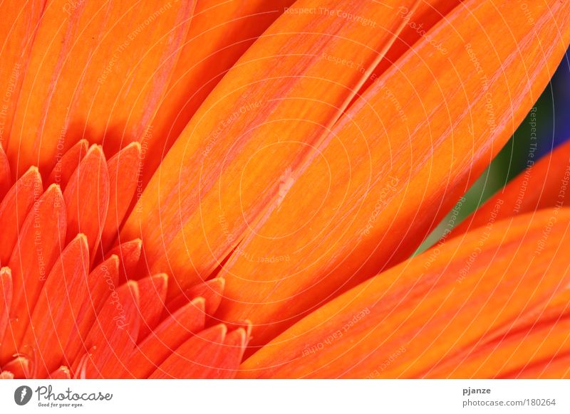 remembrance Colour photo Exterior shot Close-up Detail Macro (Extreme close-up) Structures and shapes Deserted Day Contrast Deep depth of field Elegant Design