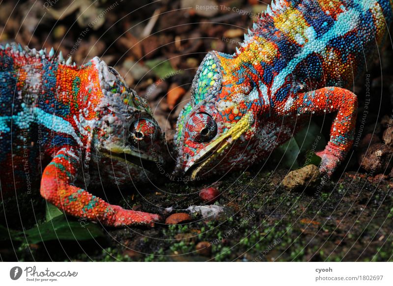 Battle of the Titans. Zoo 2 Animal Rutting season Fight Aggression Exotic Near Crazy Thorny Anger Multicoloured Power Animosity Chameleon Masculine Reptiles