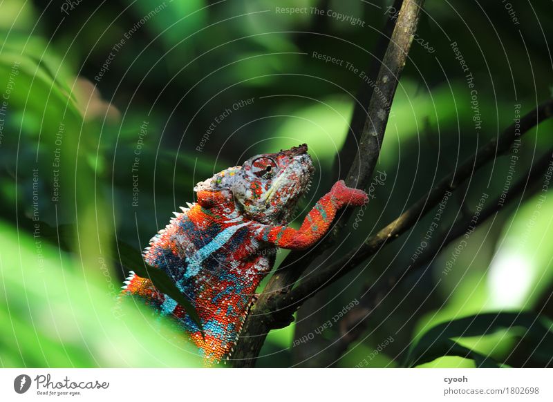 The winner may go up. 1 Animal To enjoy Reptiles Chameleon Play of colours Colour Cozy Slowly Break Calm Success Climbing Slow motion Multicoloured Wacky Crazy