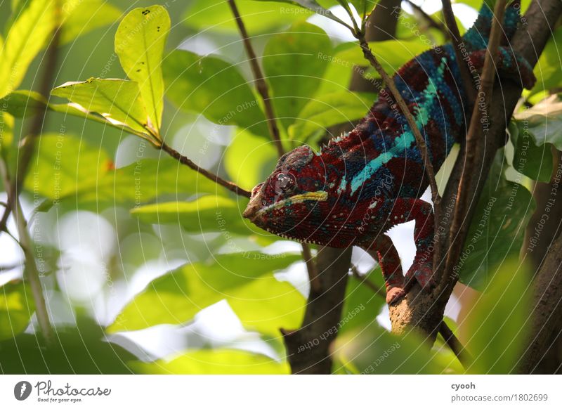 chameleon. Zoo 1 Animal Observe Crouch Thorny Multicoloured Contentment Boredom Whimsical Time Chameleon Reptiles Saurians Wacky Crazy Wait Calm Motionless