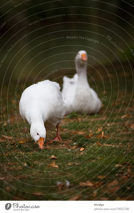Goose in luck Agriculture Forestry Autumn Meadow Farm animal 2 Animal Pair of animals Movement To feed Esthetic Authentic Friendliness Positive Contentment