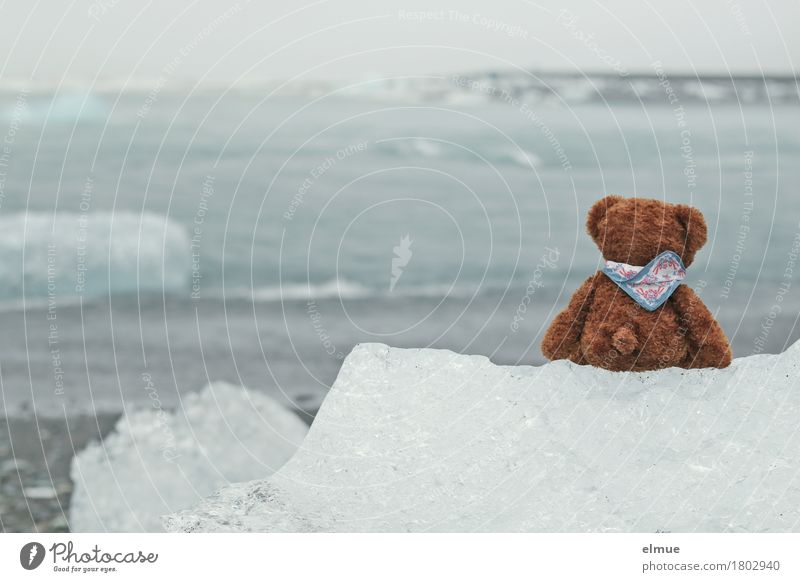 Teddy Per in Iceland (1) Vacation & Travel Water Climate change Gale Frost Coast ecology parlour glacial lake Glacier ice Glacial melt Toys Teddy bear Discover