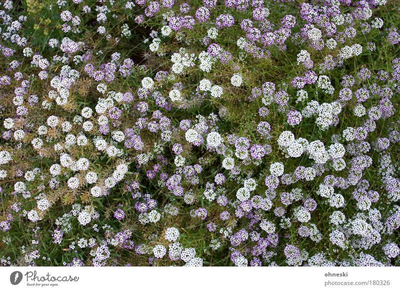 flowering Colour photo Multicoloured Exterior shot Abstract Pattern Deserted Day Bird's-eye view Nature Plant Earth Flower Blossom Meadow Blossoming Green