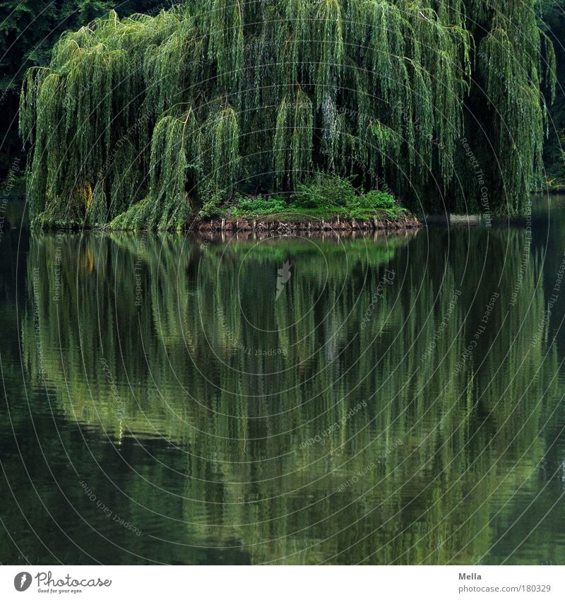 Mirror, mirror Environment Nature Landscape Plant Water Summer Tree Willow tree Weeping willow Park Lakeside Pond Growth Natural Green Moody Romance Calm