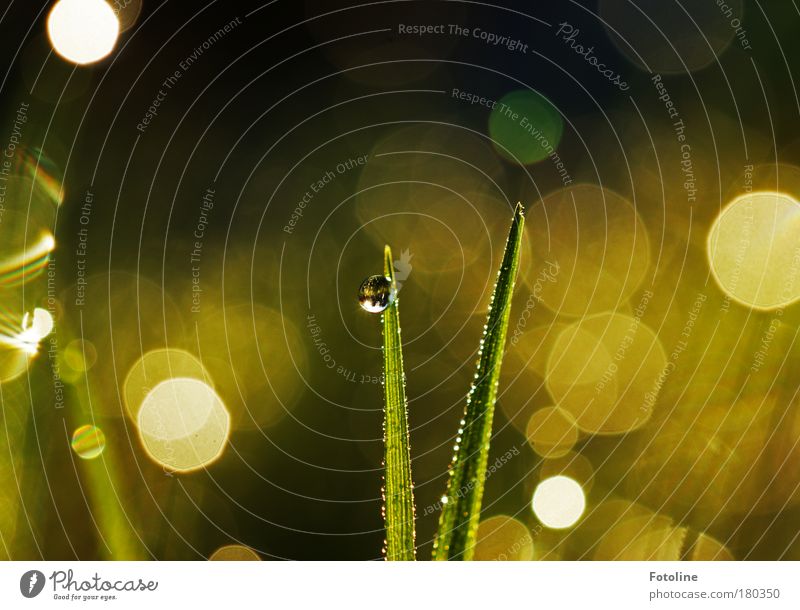 morning dew Colour photo Multicoloured Exterior shot Morning Day Light Reflection Sunlight Sunbeam Environment Nature Landscape Plant Water Drops of water