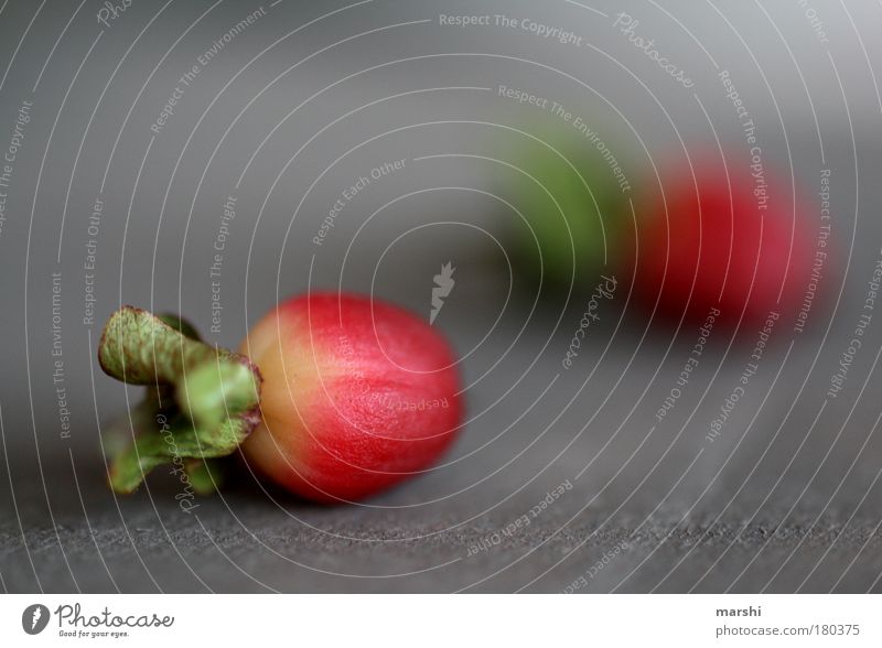 miniradiesche Colour photo Close-up Detail Macro (Extreme close-up) Blur Shallow depth of field Food Nature Plant Bushes Leaf Blossom Foliage plant Small Round