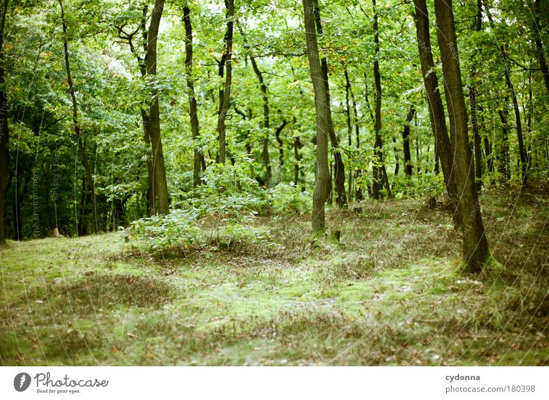 green Colour photo Exterior shot Deserted Copy Space bottom Day Light Shadow Contrast Shallow depth of field Central perspective Life Well-being Relaxation Calm