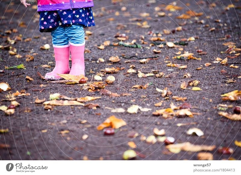 autumn Child Toddler Legs 1 Human being 1 - 3 years Autumn Chestnut Stand Thorny Under Blue Brown Multicoloured Pink Black Autumnal October Rain Autumn leaves