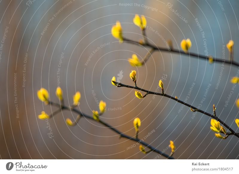 Backlit plants Nature Plant Spring Autumn Leaf Lakeside Esthetic Fresh Natural Blue Brown Yellow Gold Contentment Spring fever Serene Calm Beginning Peace Idyll