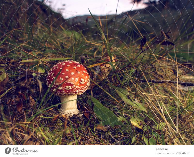 the 888zigth. Nature Landscape Plant Autumn Forest River bank Esthetic Amanita mushroom Mushroom Norway Red Grass Mountain Colour photo Exterior shot