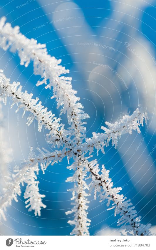 point of contact Nature Ice Frost Touch Glittering Cold Blue White Bizarre Frostwork Background picture Natural phenomenon Hoar frost structures winter cold