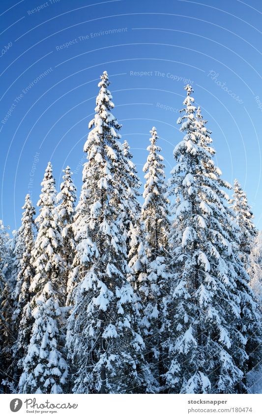 Spruce forest Winter Forest Snow Finland Nordic Finnish Landscape Tree snowed Wilderness