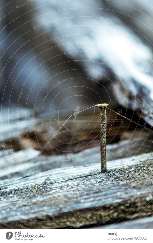 Still a task Nail Spider's web Wood Metal Steel Rust Stand Old Esthetic Dark Authentic Simple Creepy Cold Gloomy Center point Connect Colour photo