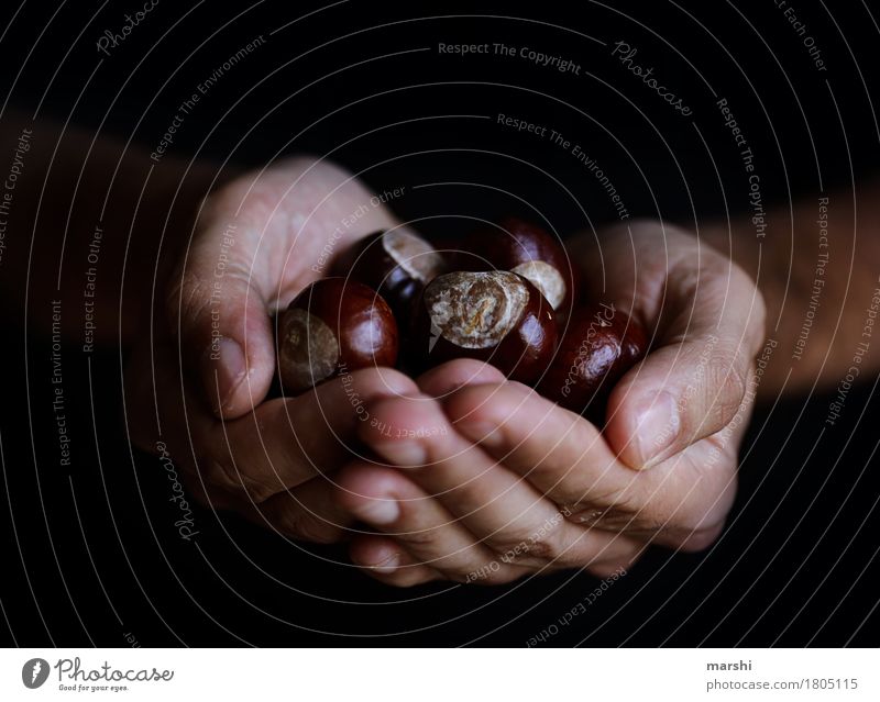 Collect chestnuts Human being Hand 1 Nature Autumn Plant Garden Emotions Moody Chestnut tree Collection Find Collector Men`s hand Autumnal Brown Colour photo