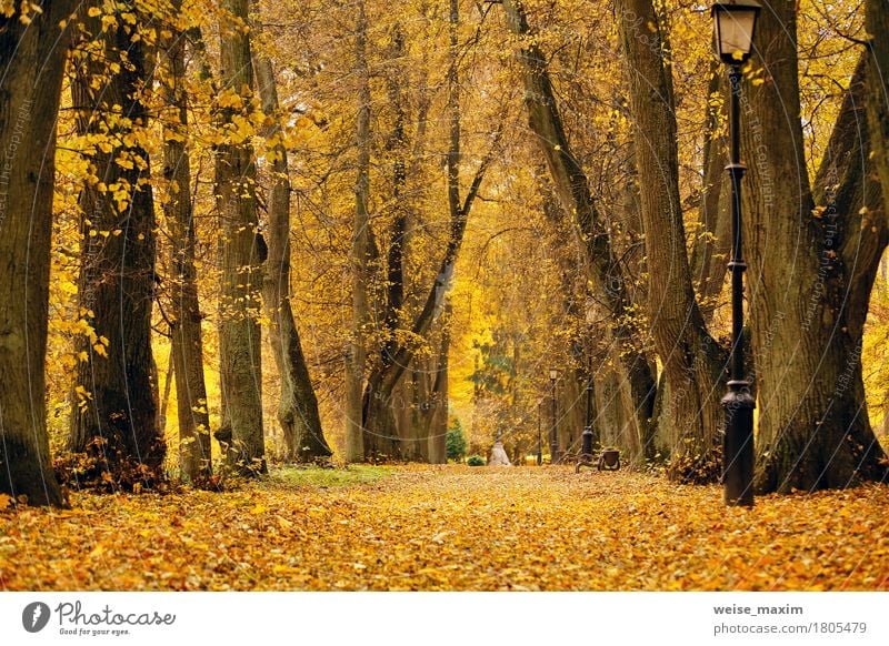 Foliage trees alley in park Vacation & Travel Tourism Trip Nature Landscape Plant Autumn Tree Leaf Garden Park Forest Street Fresh Bright Natural Yellow Gold