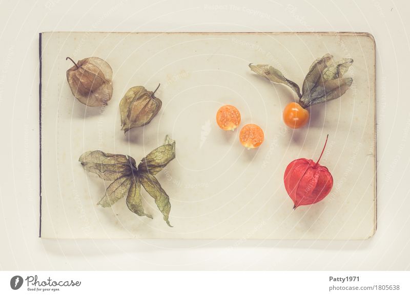 Physalis alkekengi Food Fruit Chinese lantern flower Nutrition Vegetarian diet Paper Piece of paper Exotic Fresh Healthy Retro Round Sour Sweet Brown Orange Red