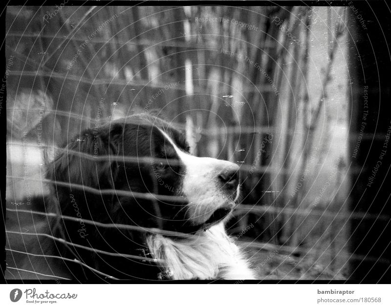 &lt;font color="#ffff00"&gt;-=http://www.photocase.de/de/photodetail.asp?i=- proudly presents Black & white photo Animal portrait Forward Pet Dog Looking Bear