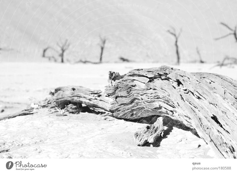 water shortage Black & white photo Exterior shot Detail Structures and shapes Deserted Sunlight High-key Shallow depth of field Worm's-eye view Environment