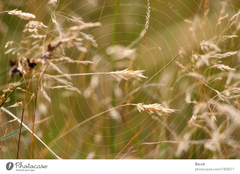 Dike grasses SPO|09 Nature Summer Grass Wild plant Meadow dike grasses Esthetic Simple Warmth Soft Brown Gold Contentment Serene Modest Delicate Transience