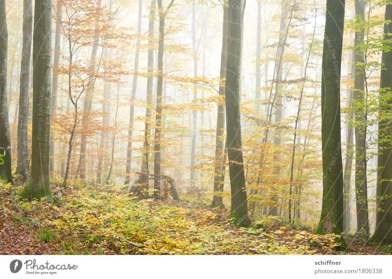 The unknown behind it Nature Plant Autumn Bad weather Fog Tree Foliage plant Forest Attentive Woodground Clearing Forest walk Autumn leaves Tree trunk Autumnal