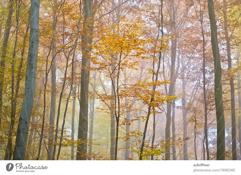 Dust & Gold Nature Plant Autumn Fog Tree Forest Multicoloured Yellow Deciduous forest Deciduous tree Autumnal Autumn leaves Autumnal colours Automn wood