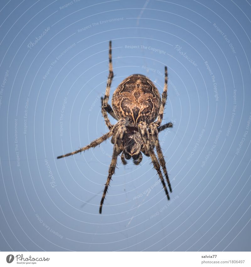 hanging in the air Nature Sky Sky only Cloudless sky Beautiful weather Spider 1 Animal Hang Wait Threat Disgust Creepy Blue Brown Resolve Risk Observe