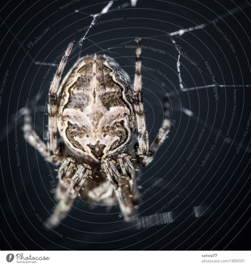 Happy Halloween Hallowe'en Wild animal Spider Spider legs Spider's web 1 Animal Hang Hunting Crawl Threat Creepy Near Gray Black Watchfulness Fear Horror