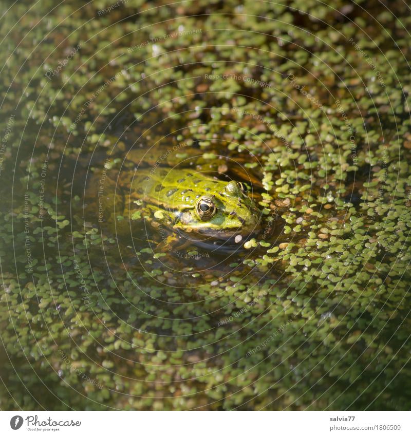 lens bath Environment Nature Plant Animal Summer Foliage plant pond lens Algae Pond Lake Wild animal Frog Water frog Amphibian 1 Observe Hunting Wait Green