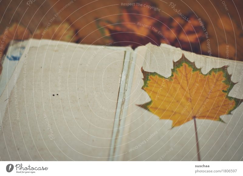 blank sheet II Book Page Empty Leaf Paper Autumn Old Broken Retro Reading Write Diary Notebook Legacy Sadness Analog Know Nostalgia Memory Yellowed Transience