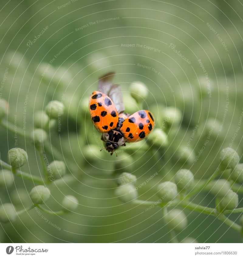 Ready to go Nature Plant Animal Blossom Bud Elderflower Beetle Ladybird Insect Flying Crawl Esthetic Free Small Positive Round Green Orange Spring fever