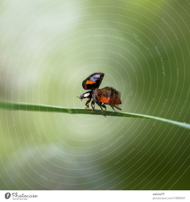 Start of spring Environment Nature Animal Spring Summer Grass Leaf Beetle Wing Ladybird Insect 1 Flying Crawl Esthetic Free Green Red Black Happy Spring fever