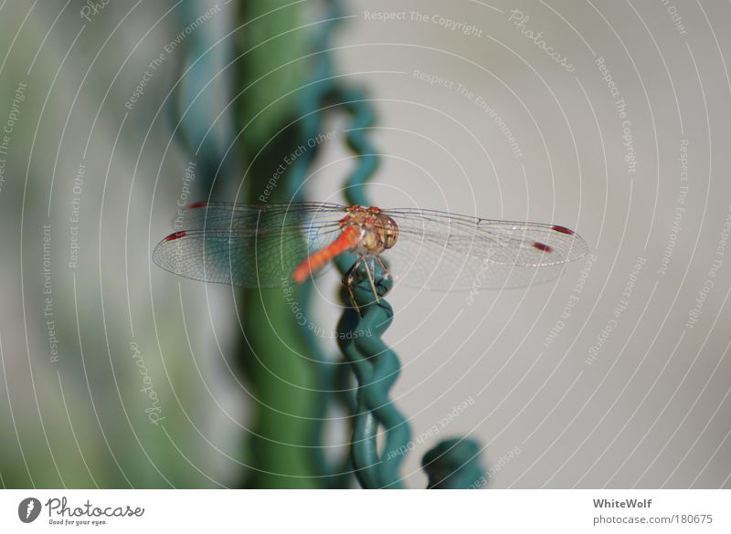 dragonfly Colour photo Exterior shot Close-up Detail Macro (Extreme close-up) Experimental Deserted Day Silhouette Shallow depth of field Central perspective