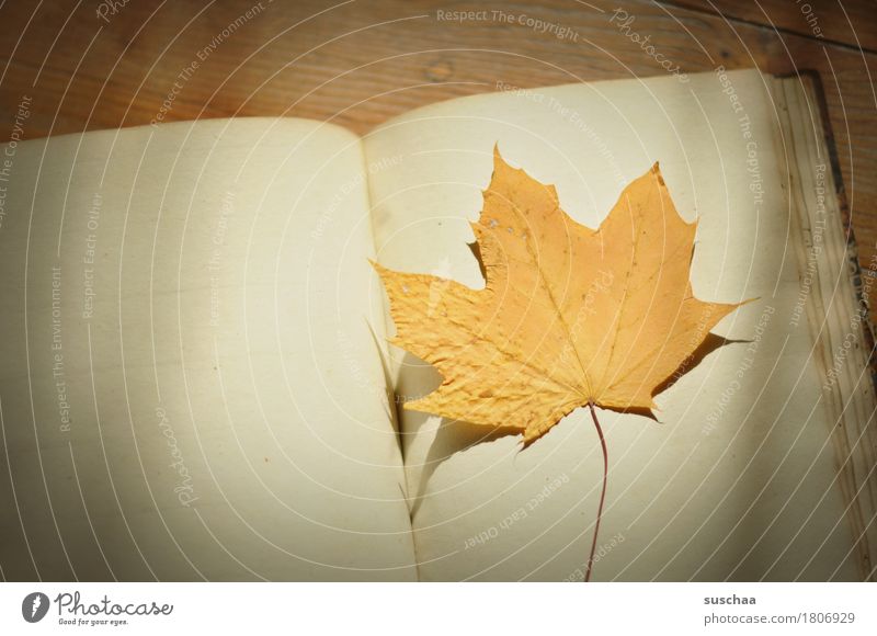 blank sheet Book Diary Notebook Page Write Blank Old Retro Yellowed Empty Leaf Autumn Memory