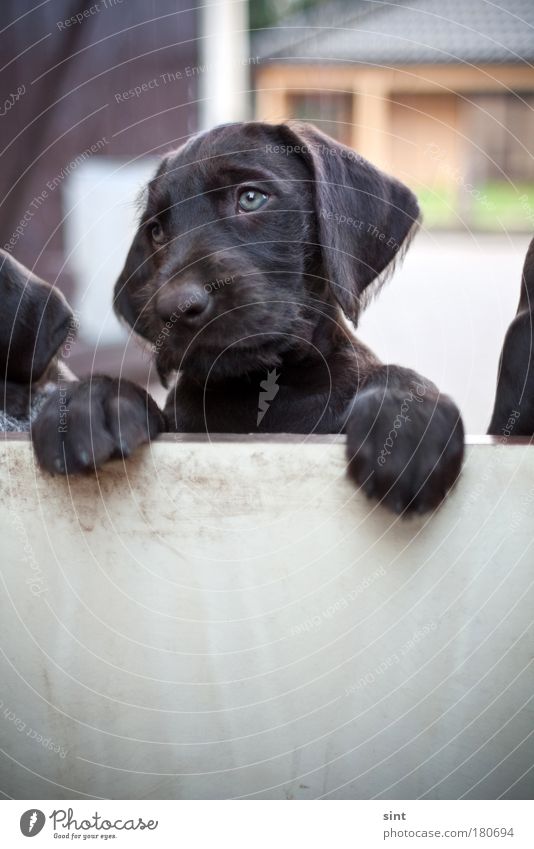 such a dog's life Colour photo Exterior shot Copy Space bottom Day Shallow depth of field Long shot Animal portrait Forward Pet Dog Animal face Paw 1