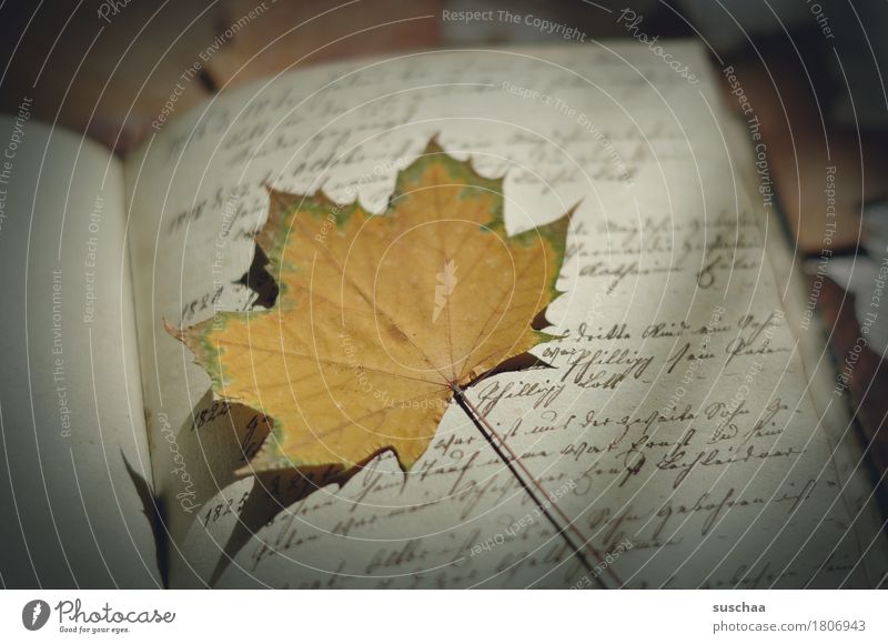 page + sheet III Book Diary Handwriting cursive Old Retro Legacy Page Print media Autumn Leaf Document Yellowed Grunge Write Letter (Mail) correspondence