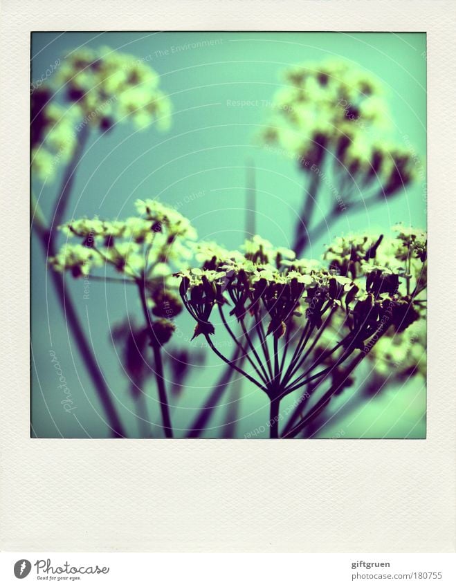 shooting stars Colour photo Exterior shot Polaroid Deserted Nature Sky Spring Summer Plant Flower Blossom Meadow Blossoming Growth Esthetic Happiness Meteor